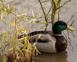 Duck in the floods, the Parks, Oxford Wallpaper