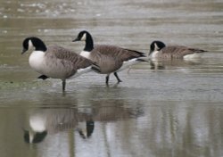 Geese in Cherwell floodwater, the Parks, Oxford Wallpaper