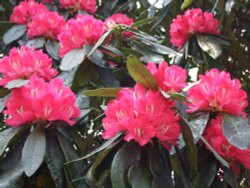 Rhododendrons in full bloom Fell Foot park Wallpaper