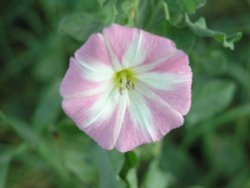 Field Bindweed