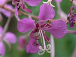 Rosebay Willow Herb