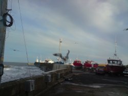 Seahouses Wallpaper