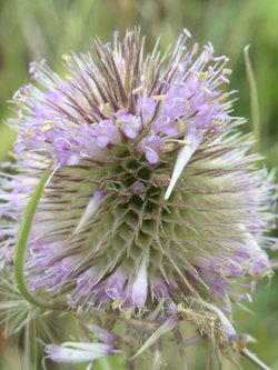 Teasel