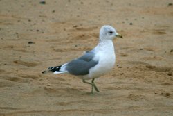 Common Gull Wallpaper