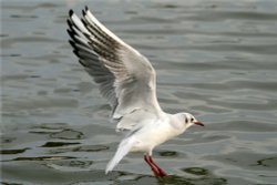 Black Headed Gull Wallpaper