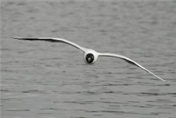 Black Headed Gull Wallpaper