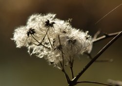 Old Man's Beard, Kirtlington Quarry, Oxon.