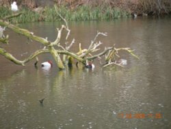 Daneshill Lakes and Nature Reserve Wallpaper