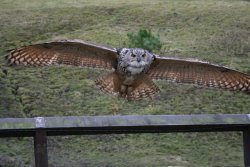 Gismo-European Eagle Owl Wallpaper