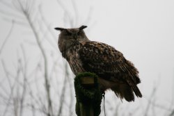 Gismo-European Eagle Owl Wallpaper