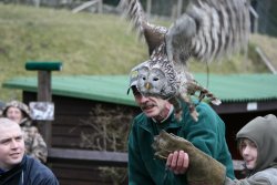 Finn-Ural Owl Wallpaper