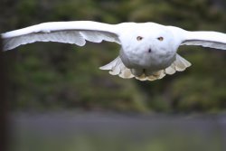 Neige-Snowey Owl Wallpaper