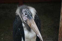 Mandy-Marabou Stork Wallpaper