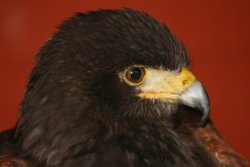 Duke-Harris Hawk Wallpaper