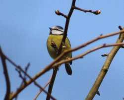 Bluetit Wallpaper