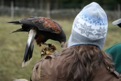 Bird of Prey Centre Wallpaper