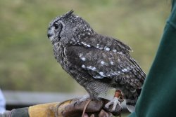 Micky-Vermiculated Eagle Owl Wallpaper