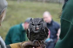 Micky-Vermiculated Eagle Owl Wallpaper