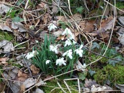 Snowdrops