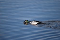 Male Goldeneye Wallpaper