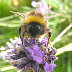 Bee on Lavender Wallpaper