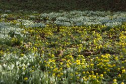 Snowdrops and winter Aconites at Hopton Hall