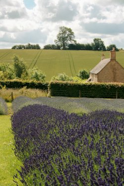 Lavenderfields at Snowshill.