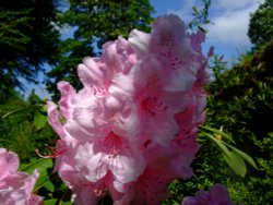 Summertime at Calke Abbey Wallpaper