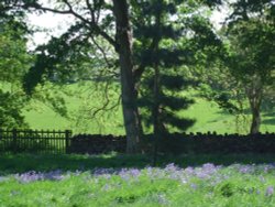 Bluebells, Calke Abbey Wallpaper