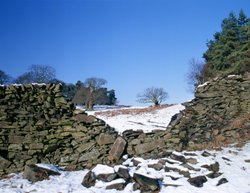 Bradgate Winter Wallpaper