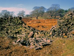 Bradgate Autumn. Wallpaper