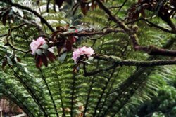 Detail from The Lost Garden of Heligan Wallpaper