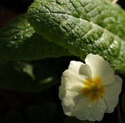 Primrose in sunlight with raindrops, Steeple Claydon, Bucks