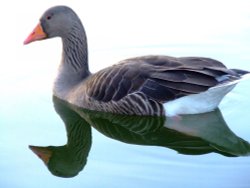 Greylag goose....anser anser Wallpaper