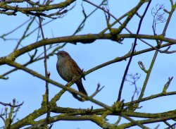 Dunnock....prunella modularis Wallpaper