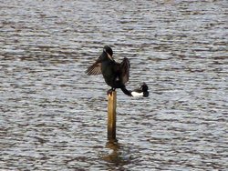 Cormorant and Tufted Duck Wallpaper