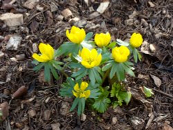 Winter Aconite Wallpaper