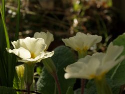 Primroses, Steeple Claydon, Bucks Wallpaper