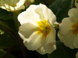 Primrose close-up, Steeple Claydon, Bucks Wallpaper