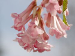 Tree flowers, my garden, Steeple Claydon, Bucks Wallpaper