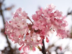 Tree flowers, my garden, Steeple Claydon, Bucks Wallpaper