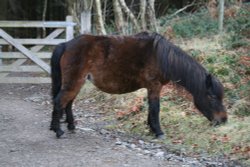 Dartmoor Pony Wallpaper