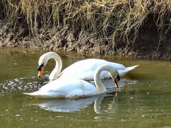 Mute swans....cygnus olor Wallpaper