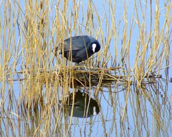 Nesting coot....fulica atra Wallpaper