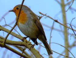 Robin....erithacus rubecula Wallpaper