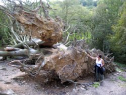 Fallen tree Wallpaper