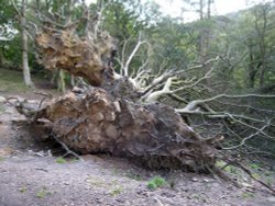 Fallen tree Wallpaper