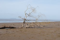 Washed up tree on Berrow beach Wallpaper