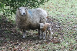 New born lamb