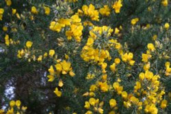 Dartmoor Gorse Bush Wallpaper